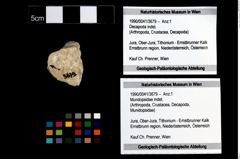 Foto (Objekt + Etikett) von Mundopsidae indet.  (NHMW-GEO-1990-0041-3679)